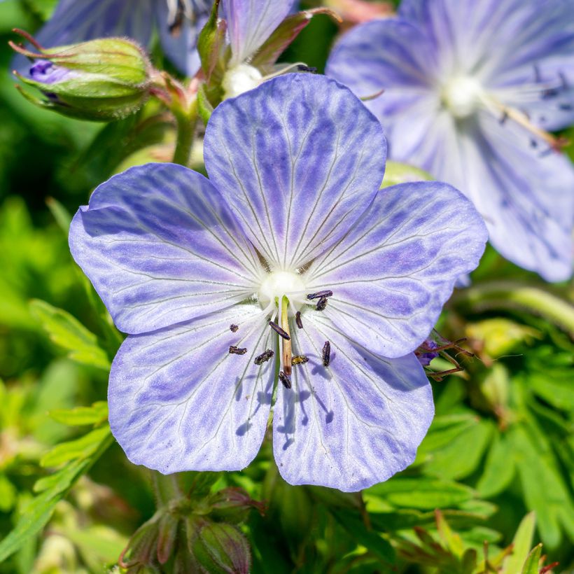Geranium pratense Mrs Kendall Clark - Wiesen-Storchschnabel (Flowering)