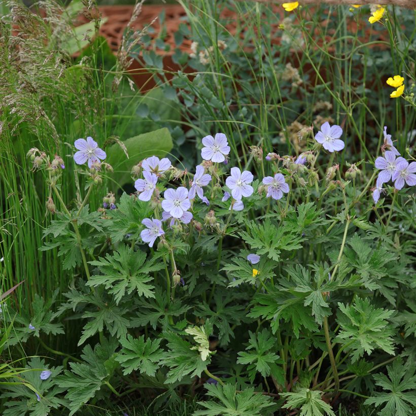 Geranium pratense Mrs Kendall Clark - Wiesen-Storchschnabel (Plant habit)