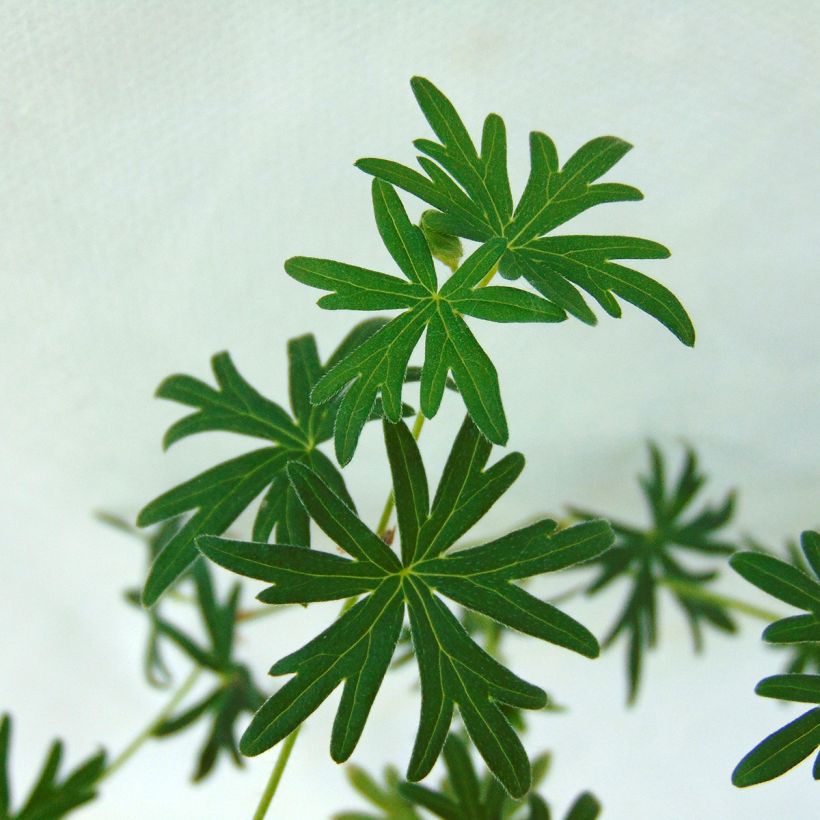 Geranium pratense Plenum Album - Wiesen-Storchschnabel (Foliage)