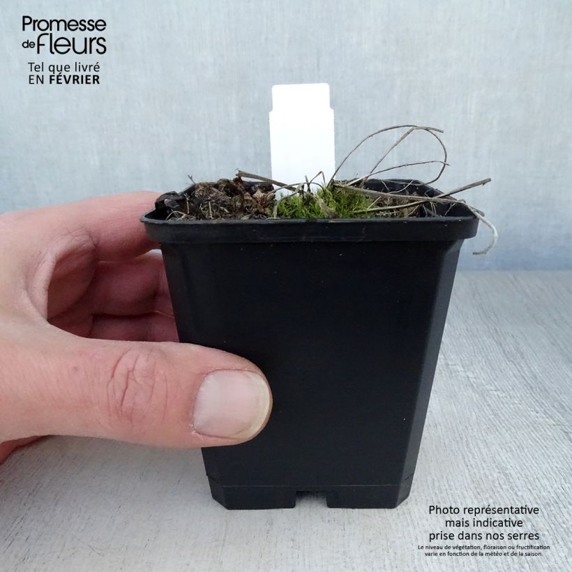 Exemplar von Geranium pratense Plenum Album - Wiesen-Storchschnabel Kleine Töpfe von 8/9 cm wie im Winter geliefert