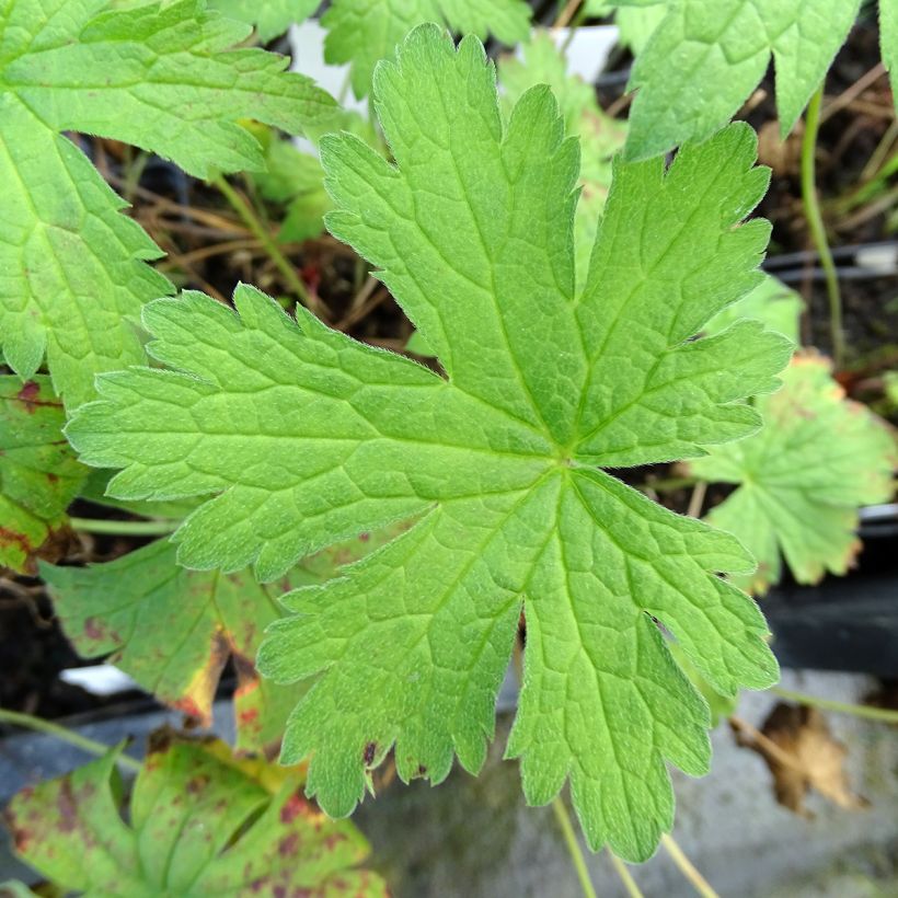 Geranium pratense Plenum Violaceum - Wiesen-Storchschnabel (Foliage)