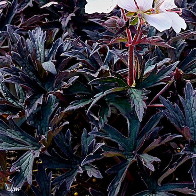 Geranium pratense Purple Ghost - Wiesen-Storchschnabel (Foliage)