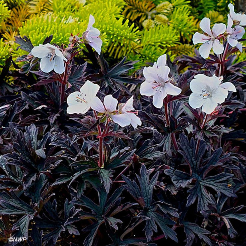 Geranium pratense Purple Ghost - Wiesen-Storchschnabel (Flowering)
