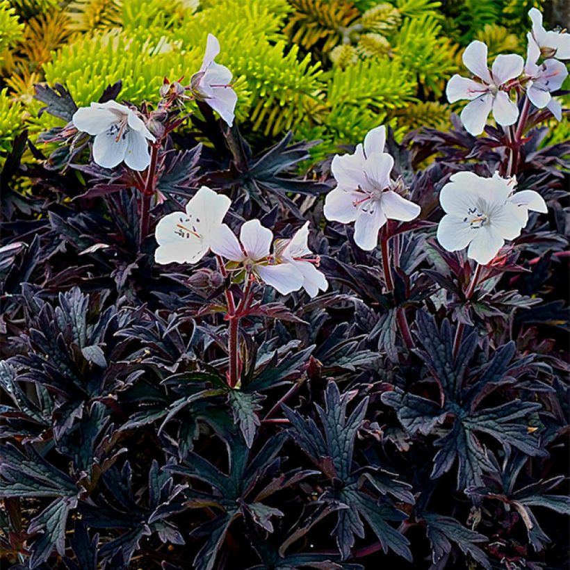 Geranium pratense Purple Ghost - Wiesen-Storchschnabel (Plant habit)