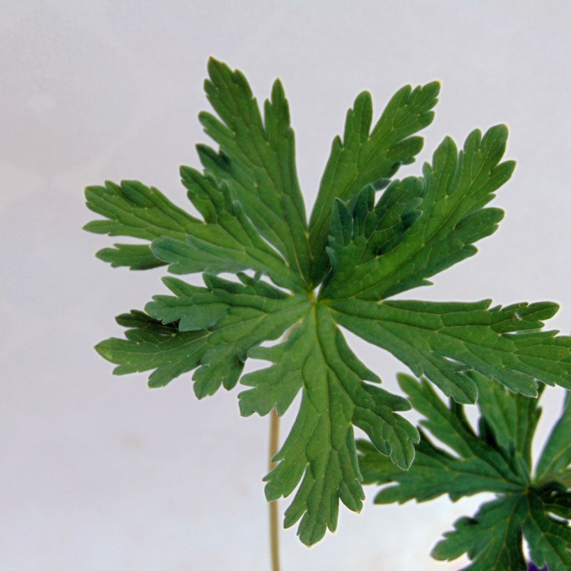 Geranium pratense Splish Splash - Wiesen-Storchschnabel (Foliage)