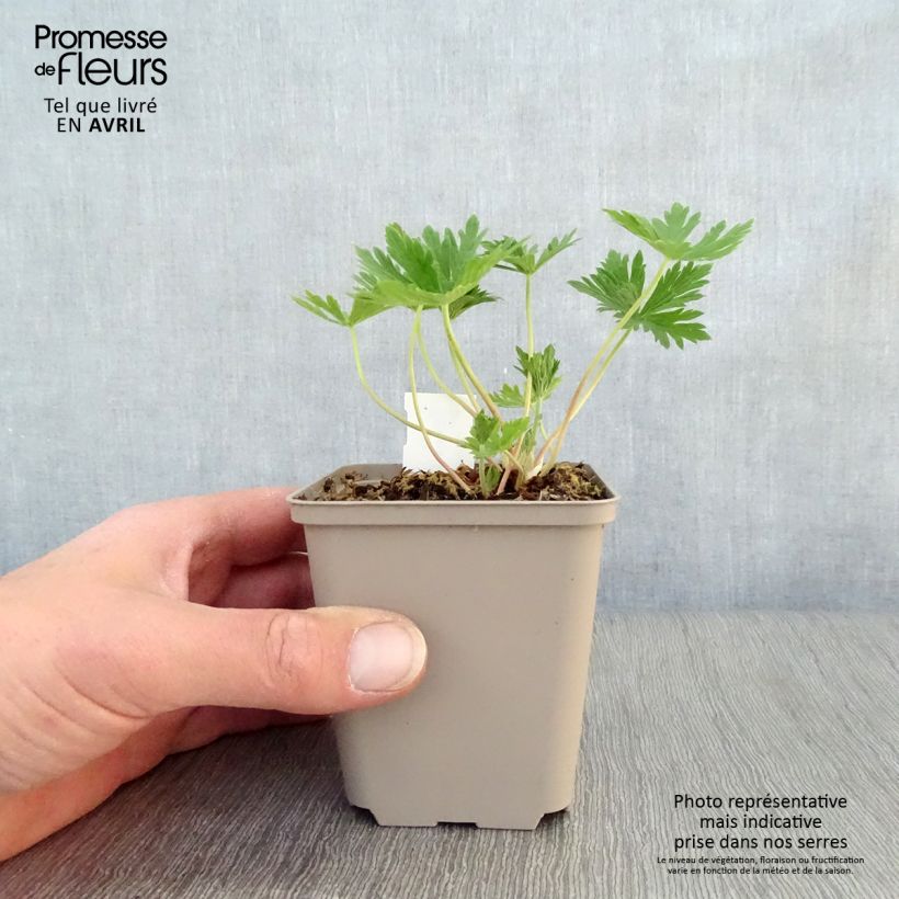 Exemplar von Geranium pratense Splish Splash - Wiesen-Storchschnabel Kleine Töpfe von 8/9 cm wie im Frühjahr geliefert