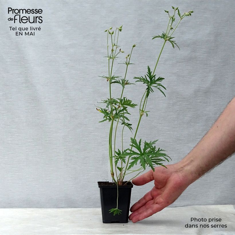 Exemplar von Geranium pratense Summer Skies - Wiesen-Storchschnabel Kleine Töpfe von 8/9 cm wie im Frühjahr geliefert