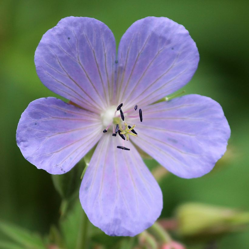 Geranium pratense Victor Reiter Junior - Wiesen-Storchschnabel (Flowering)
