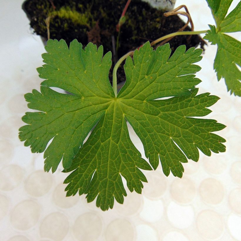 Geranium psilostemon Bressingham Flair - Armenischer Storchschnabel (Foliage)