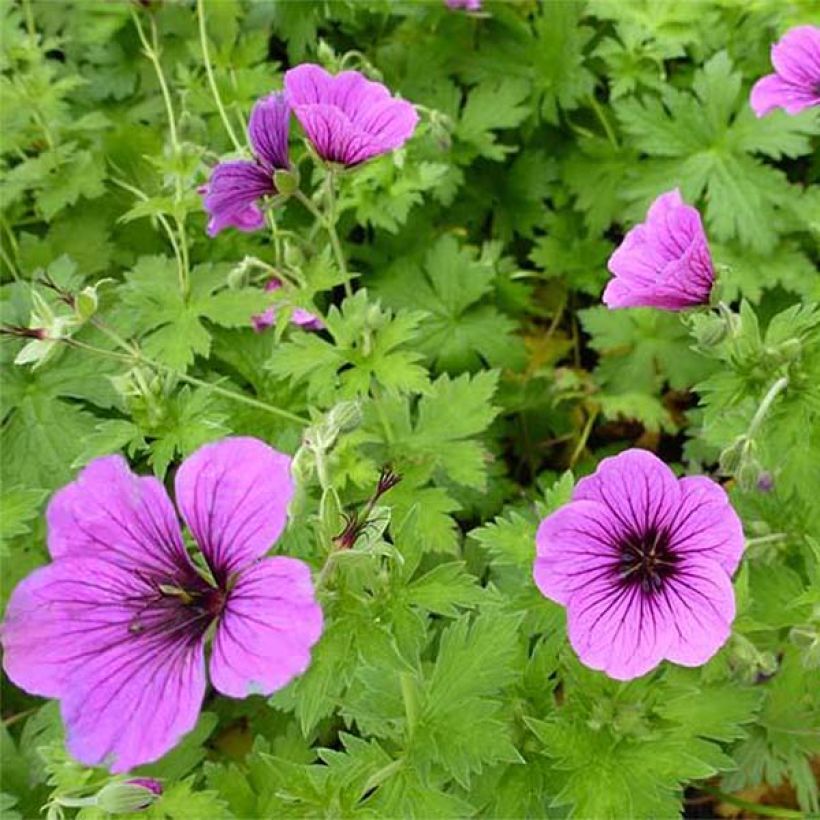 Geranium psilostemon Bressingham Flair - Armenischer Storchschnabel (Flowering)
