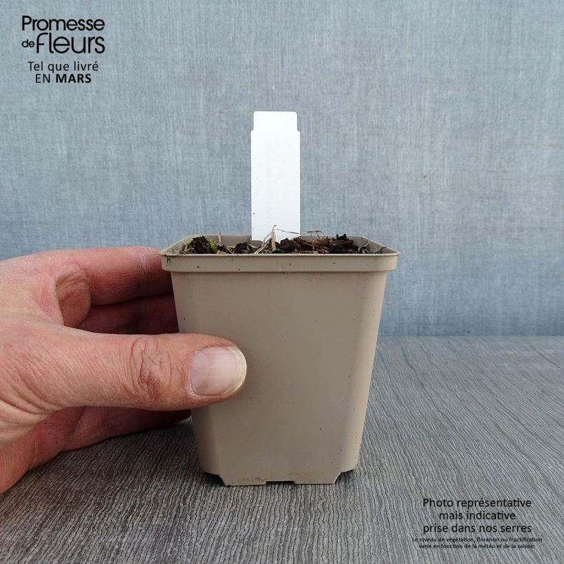 Exemplar von Geranium psilostemon Bressingham Flair - Armenischer Storchschnabel Kleine Töpfe von 8/9 cm wie im Winter geliefert