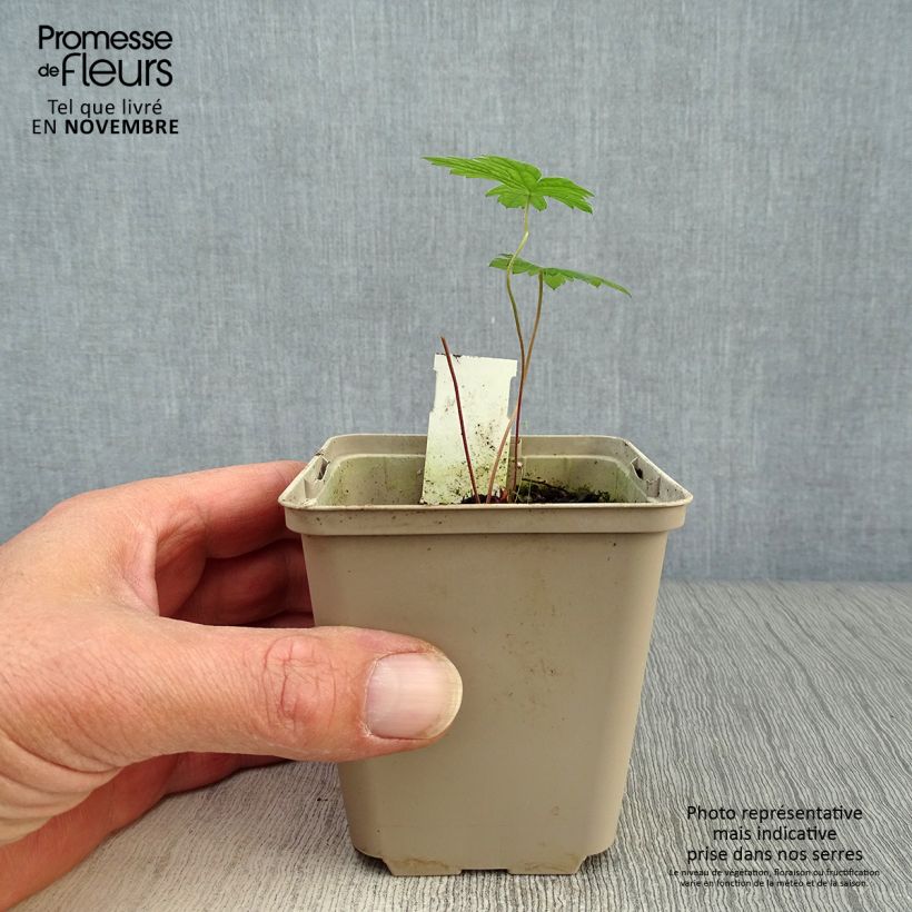 Example of Geranium psilostemon - Armenischer Storchschnabel Kleine Töpfe von 8/9 cm as you get in automne