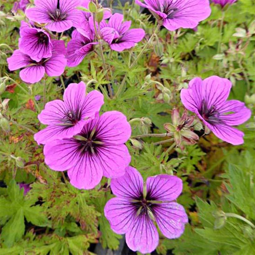 Geranium psilostemon JS Ma Tu Vu - Armenischer Storchschnabel (Flowering)