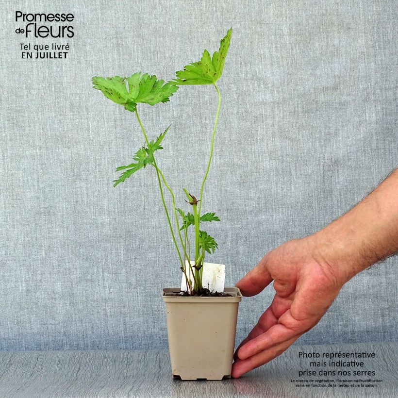 Exemplar von Geranium psilostemon JS Ma Tu Vu - Armenischer Storchschnabel Kleine Töpfe von 8/9 cm wie im Sommer geliefert