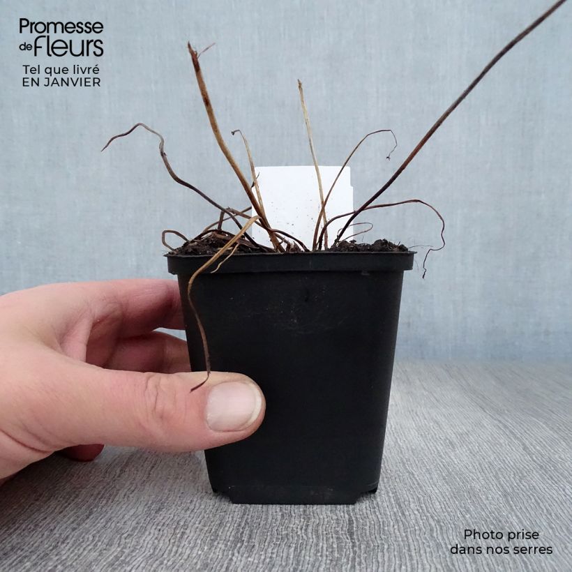 Exemplar von Geranium psilostemon JS Ma Tu Vu - Armenischer Storchschnabel Kleine Töpfe von 8/9 cm wie im Winter geliefert