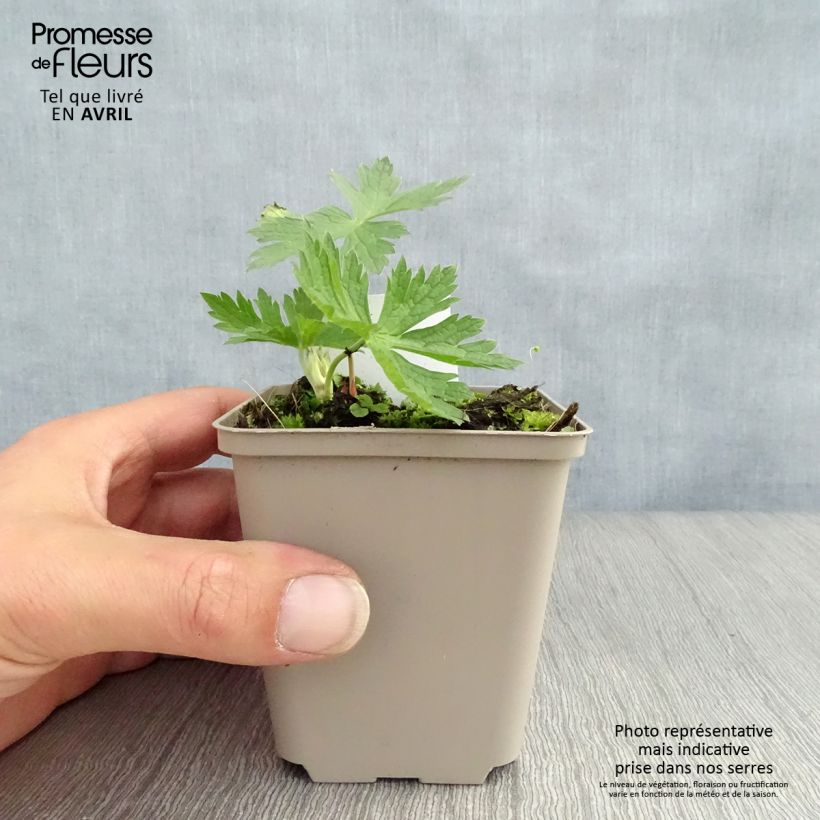 Exemplar von Geranium psilostemon JS Ma Tu Vu - Armenischer Storchschnabel Kleine Töpfe von 8/9 cm wie im Frühjahr geliefert