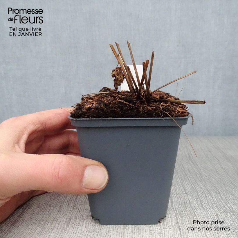 Exemplar von Geranium psilostemon Red Admiral - Armenischer Storchschnabel Kleine Töpfe von 8/9 cm wie im Winter geliefert