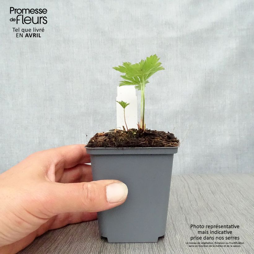 Exemplar von Geranium psilostemon Red Admiral - Armenischer Storchschnabel Kleine Töpfe von 8/9 cm wie im Frühjahr geliefert