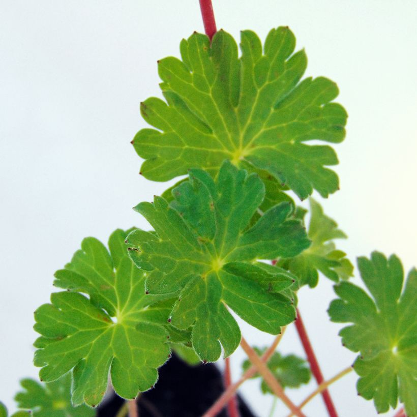 Geranium pyrenaicum Bill Wallis - Pyrenäen-Storchschnabel (Foliage)