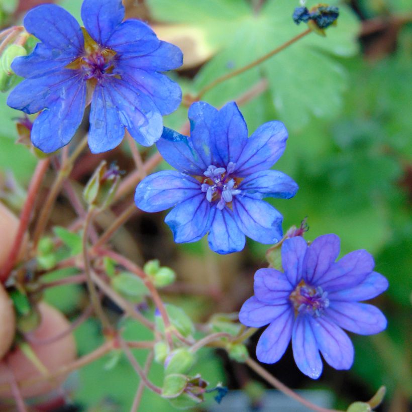Geranium pyrenaicum Bill Wallis - Pyrenäen-Storchschnabel (Flowering)