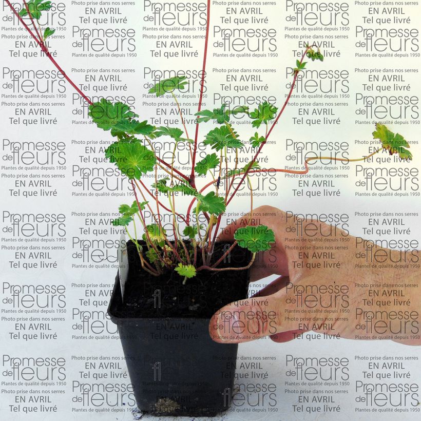 Example of Geranium pyrenaicum Bill Wallis - Pyrenäen-Storchschnabel Kleine Töpfe von 8/9 cm as you get