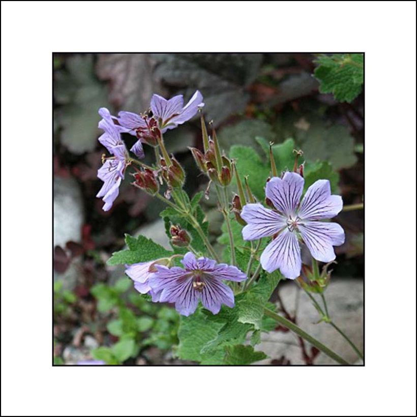 Geranium renardii Zetterlund - Kaukasus-Storchschnabel (Flowering)