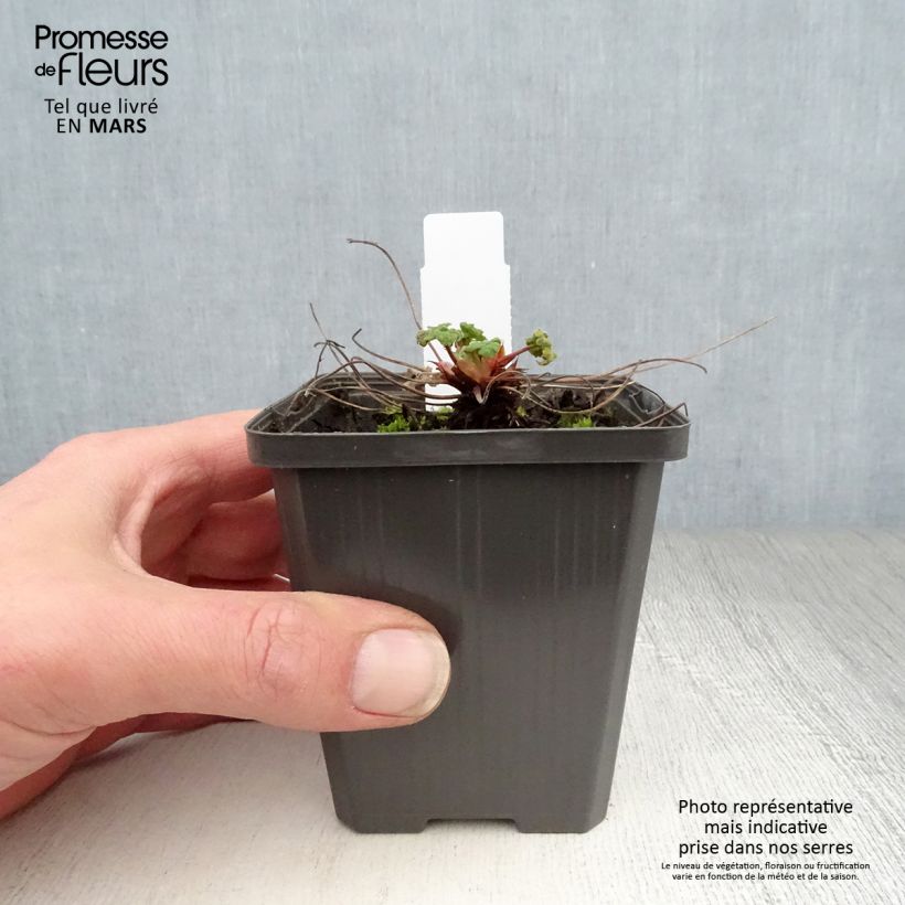 Exemplar von Geranium renardii Zetterlund - Kaukasus-Storchschnabel Kleine Töpfe von 8/9 cm wie im Frühjahr geliefert