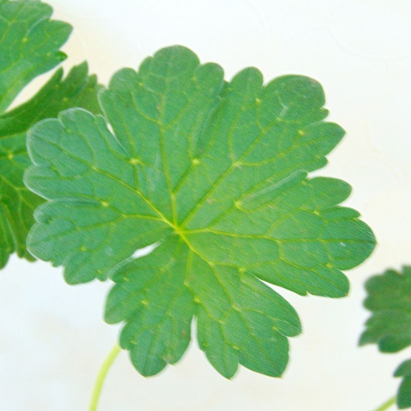 Geranium riversleaianum Russell Prichard - Storchschnabel (Foliage)