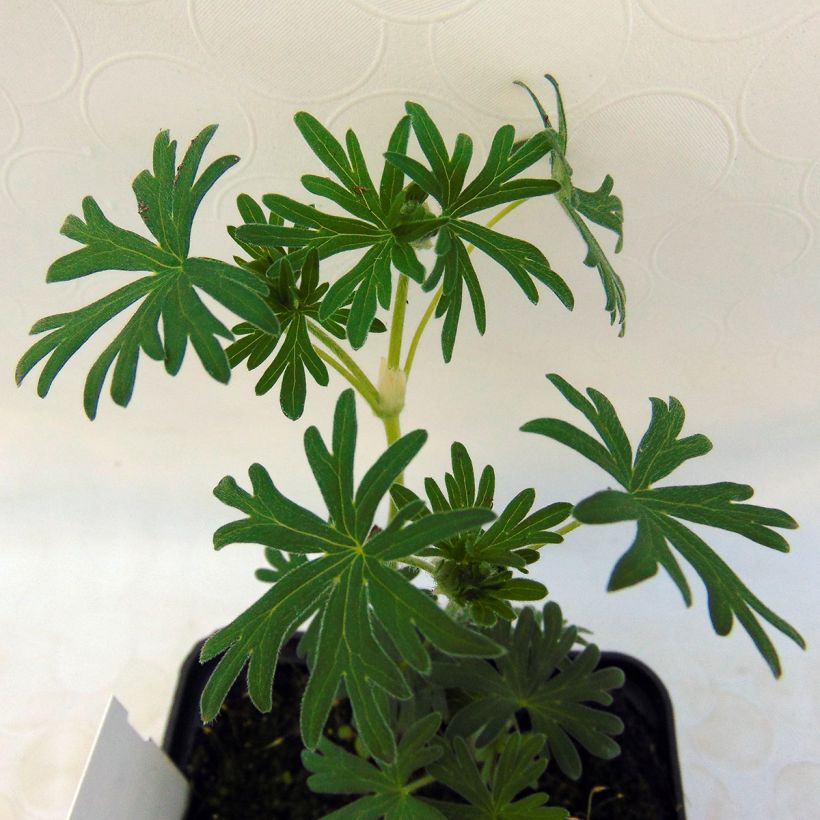 Geranium sanguineum Album - Blutstorchschnabel (Foliage)