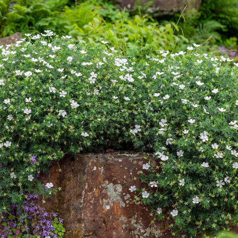 Geranium sanguineum Album - Blutstorchschnabel (Plant habit)