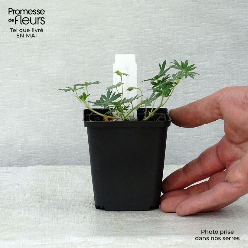 Exemplar von Geranium sanguineum Aviemore - Blutstorchschnabel Kleine Töpfe von 8/9 cm wie im Frühjahr geliefert