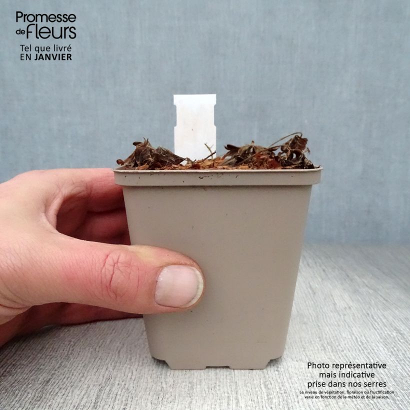 Exemplar von Geranium sanguineum Compactum - Blutstorchschnabel Kleine Töpfe von 8/9 cm wie im Winter geliefert