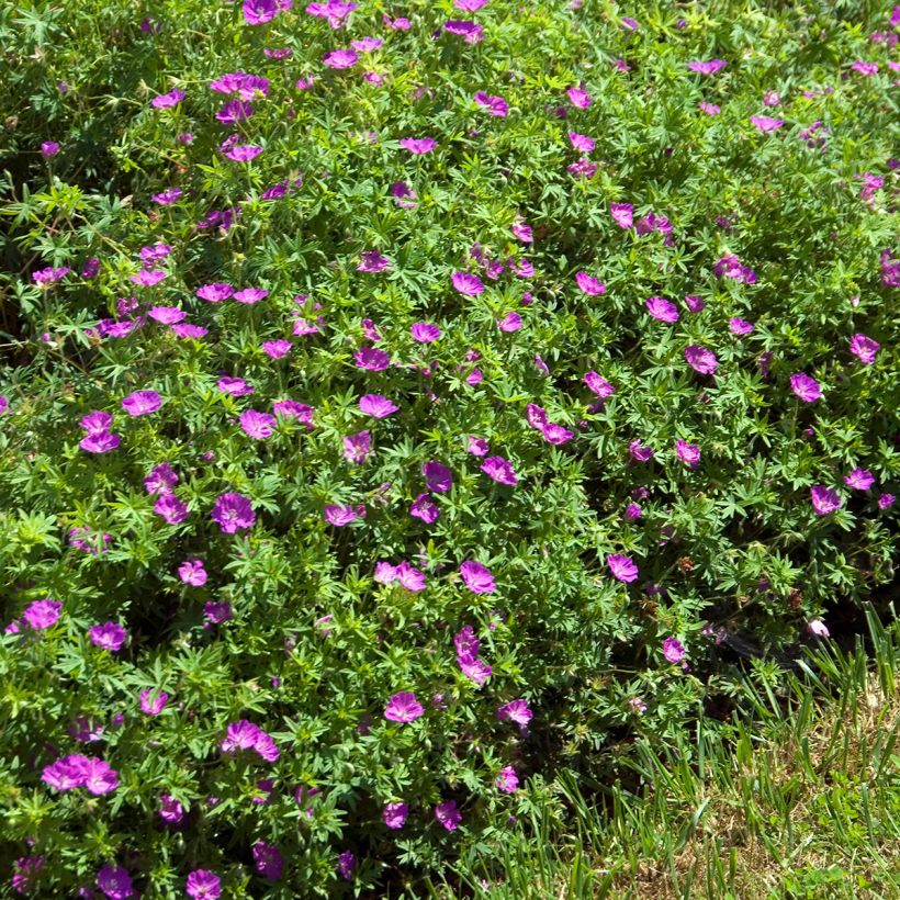 Geranium sanguineum Compactum - Blutstorchschnabel (Plant habit)