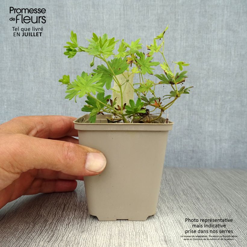 Exemplar von Geranium sanguineum Elke - Blutstorchschnabel Kleine Töpfe von 8/9 cm wie im Sommer geliefert