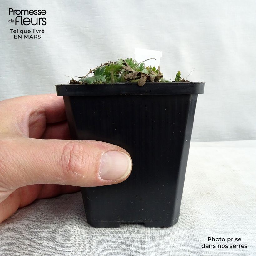 Exemplar von Geranium sanguineum Elke - Blutstorchschnabel Kleine Töpfe von 8/9 cm wie im Frühjahr geliefert