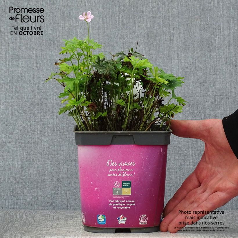 Example of Geranium sanguineum Elke - Blutstorchschnabel Topf mit 2L/3L as you get in automne