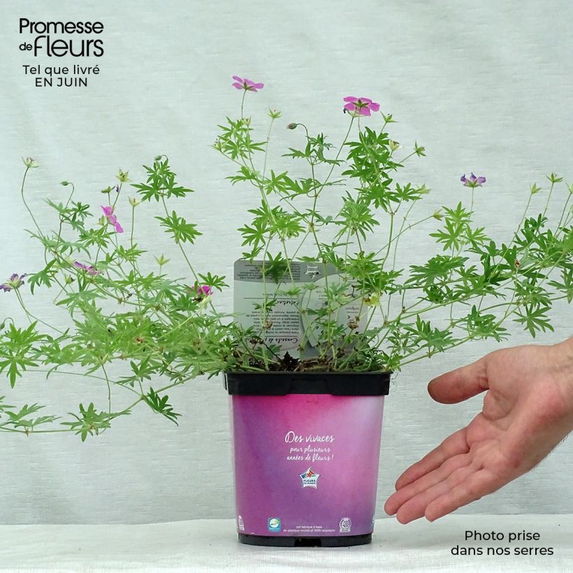 Exemplar von Geranium sanguineum Elke - Blutstorchschnabel Topf mit 2L/3L wie im Sommer geliefert