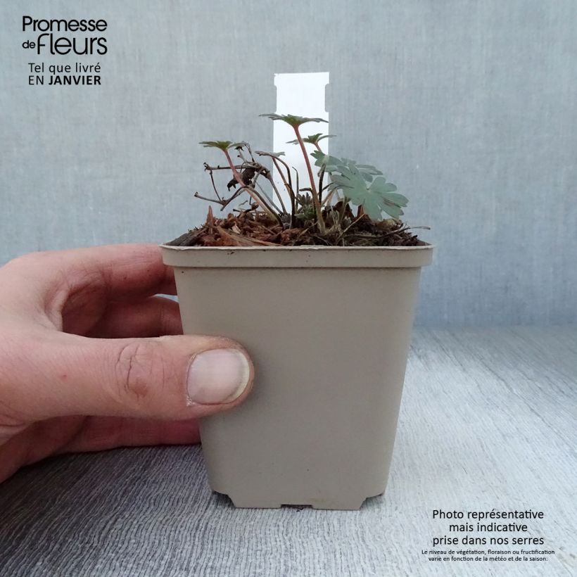 Exemplar von Geranium sanguineum Elsbeth - Blutstorchschnabel Kleine Töpfe von 8/9 cm wie im Winter geliefert