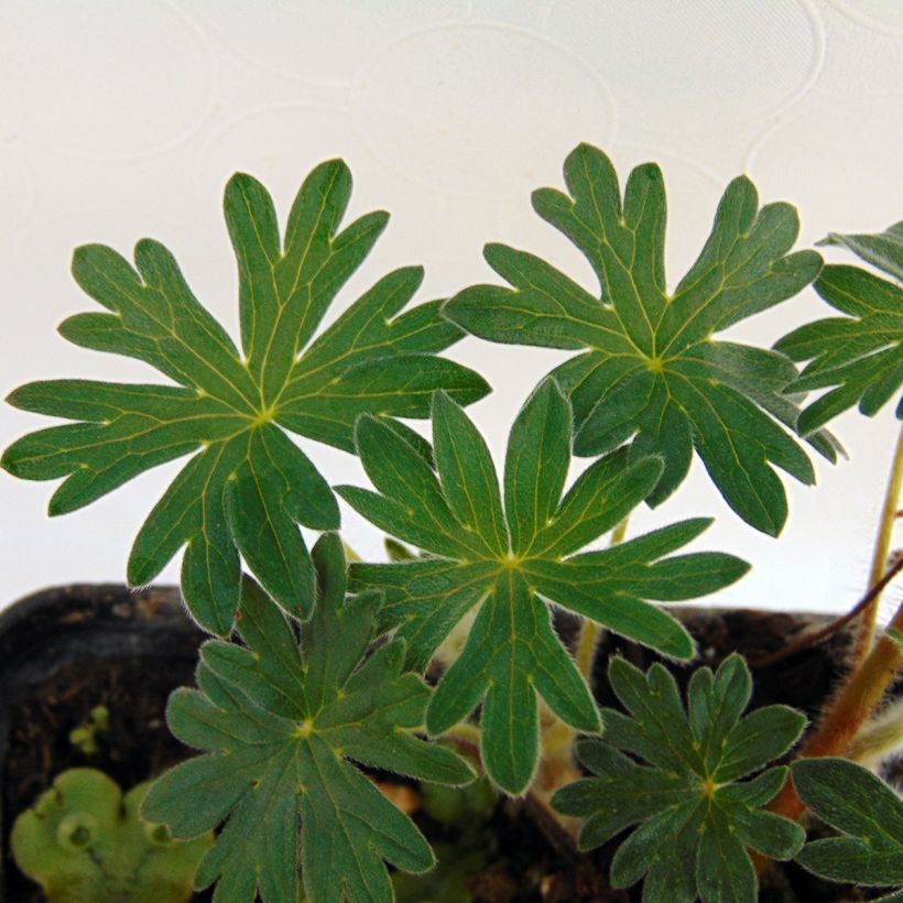 Geranium sanguineum Hannelore - Blutstorchschnabel (Foliage)