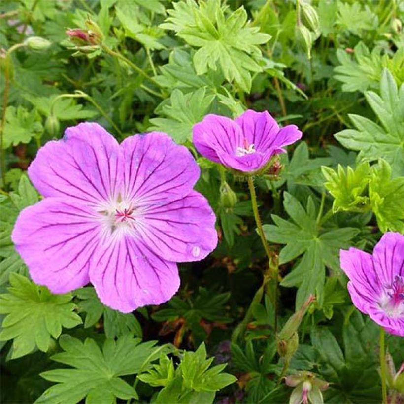 Geranium sanguineum Hannelore - Blutstorchschnabel (Flowering)