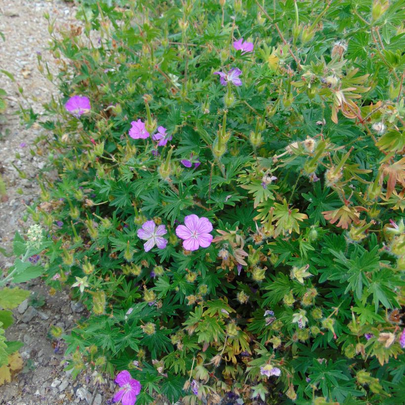 Geranium sanguineum Hannelore - Blutstorchschnabel (Plant habit)