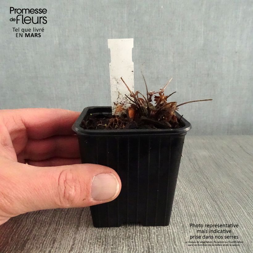 Exemplar von Geranium sanguineum Max Frei - Blutstorchschnabel Kleine Töpfe von 8/9 cm wie im Winter geliefert