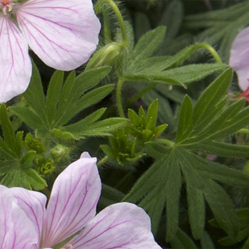 Geranium sanguineum Pink Pouffe - Blutstorchschnabel (Foliage)