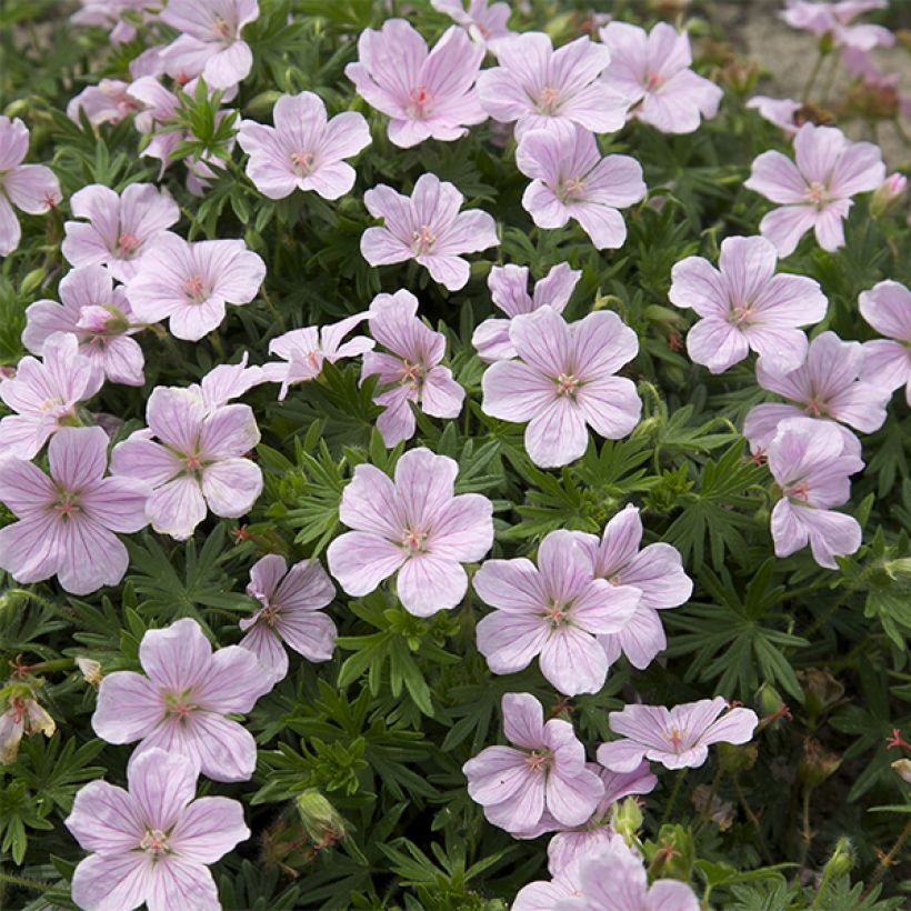 Geranium sanguineum Pink Pouffe - Blutstorchschnabel (Flowering)
