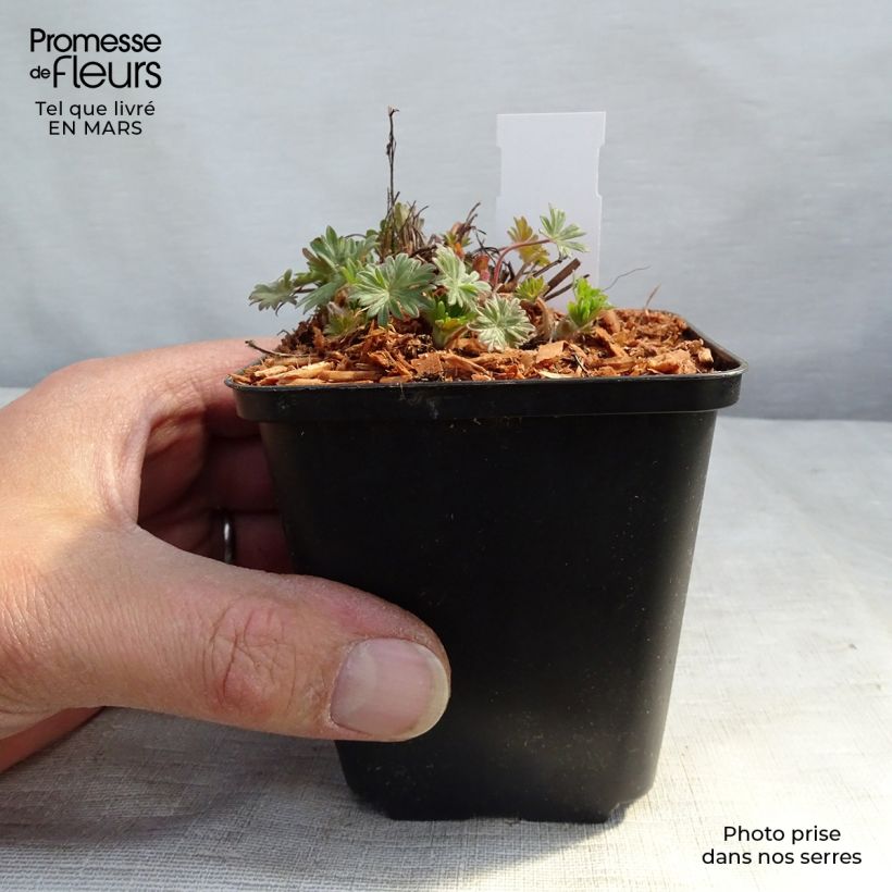 Example of Geranium sanguineum Pink Pouffe - Blutstorchschnabel Kleine Töpfe von 8/9 cm as you get in hiver