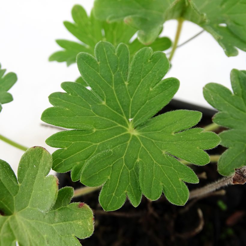 Geranium sanguineum Vision - Blutstorchschnabel (Foliage)