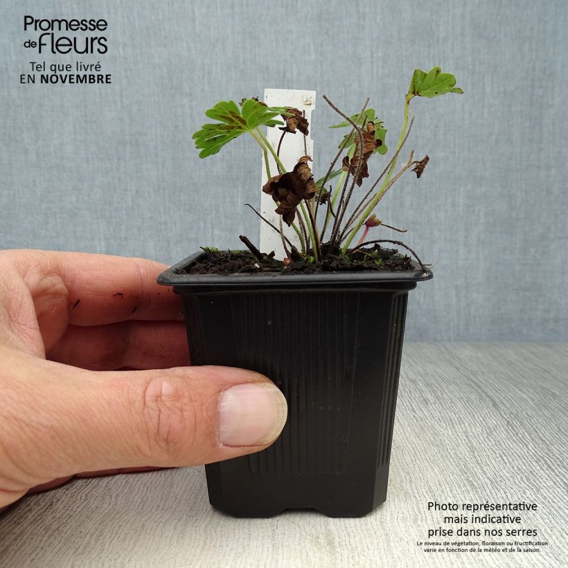 Example of Geranium sanguineum Vision - Blutstorchschnabel Kleine Töpfe von 8/9 cm as you get in automne