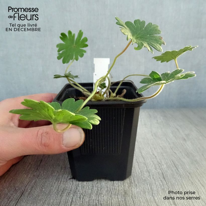 Exemplar von Geranium sanguineum Vision - Blutstorchschnabel Kleine Töpfe von 8/9 cm wie im Winter geliefert