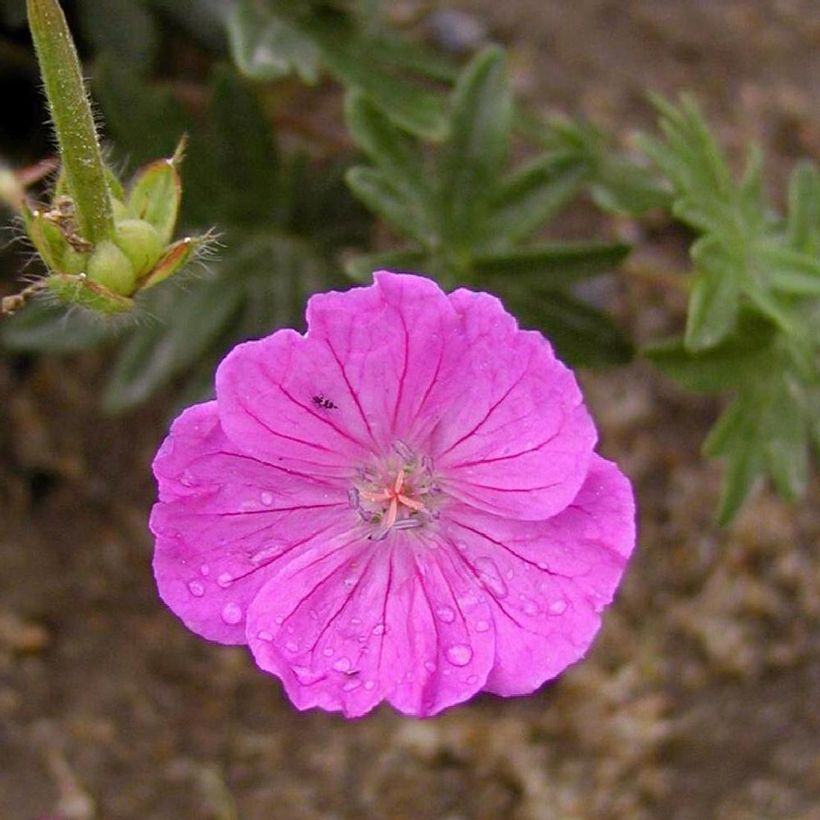 Geranium sanguineum Vision - Blutstorchschnabel (Flowering)