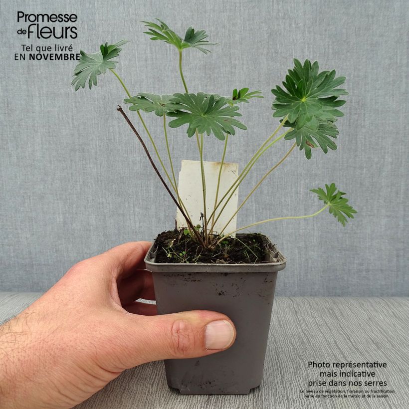 Example of Geranium sanguineum Kleine Töpfe von 8/9 cm as you get in automne